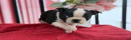 Boston Terrier dogs for sale: Titus - Ad 7