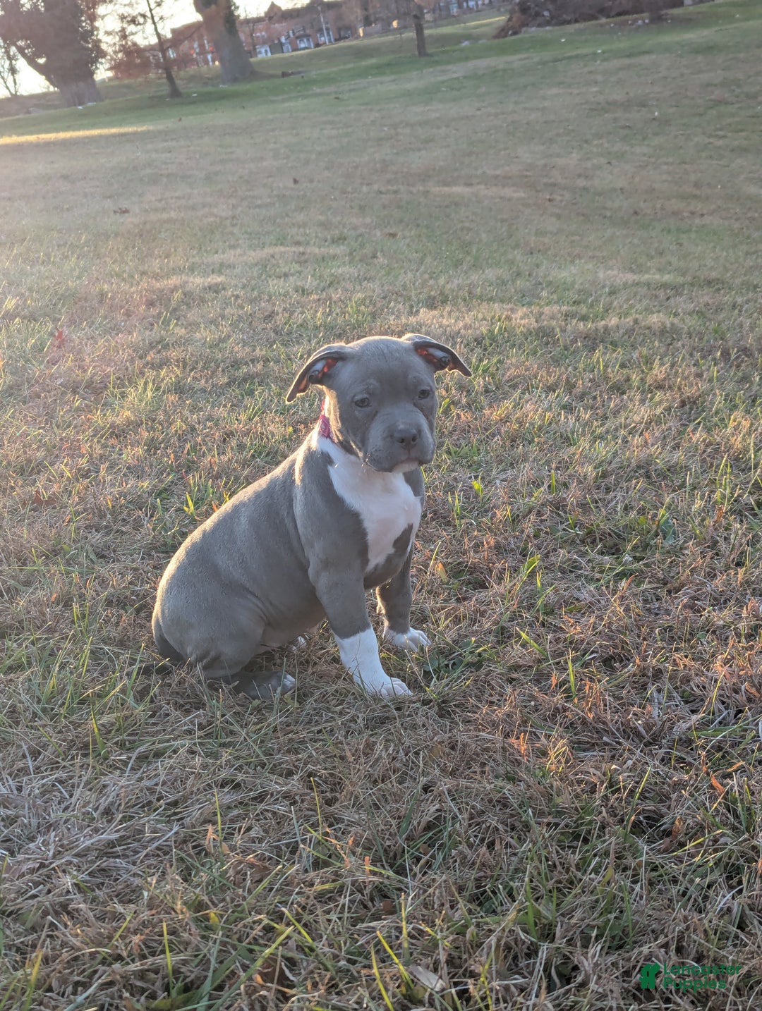 American Bully dogs for sale: G3 - Ad 5