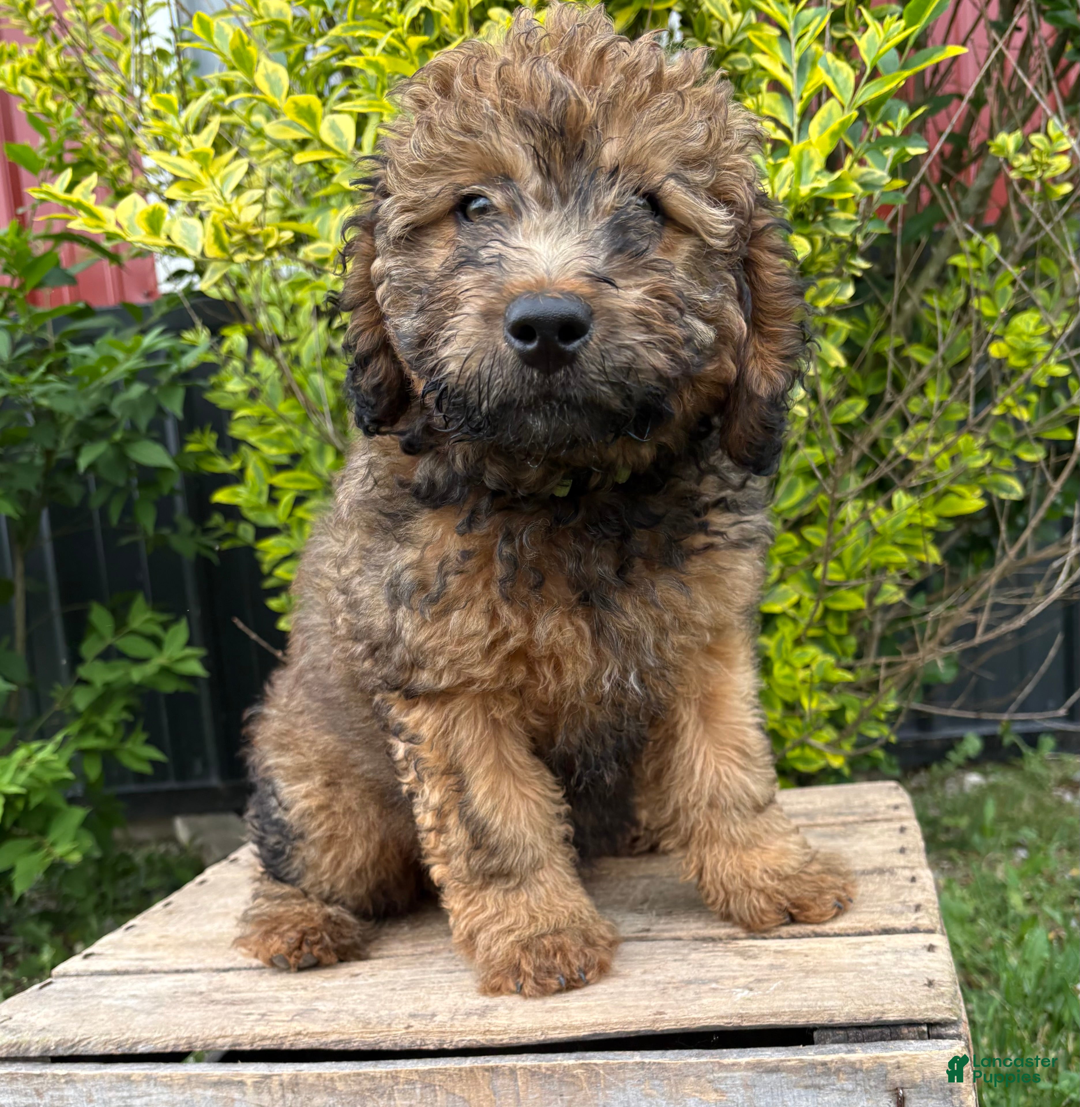 Whoodle dogs Dolly - Ad 1