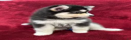 Pomsky dogs for sale: Niko - Ad 2