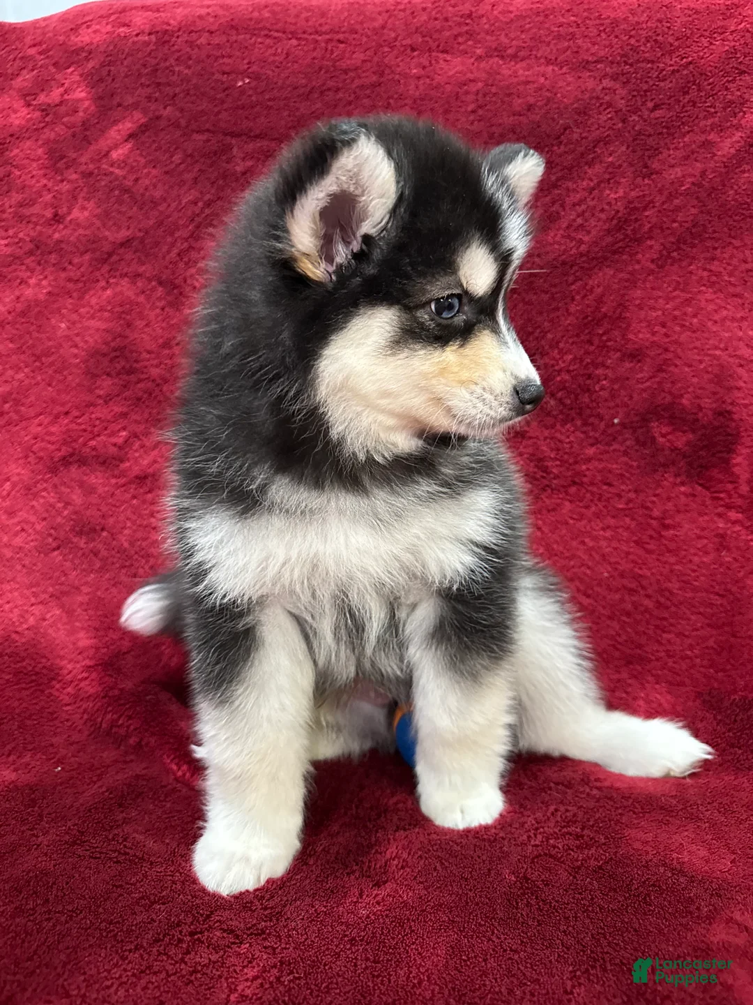 Pomsky dogs for sale: Niko - Ad 2