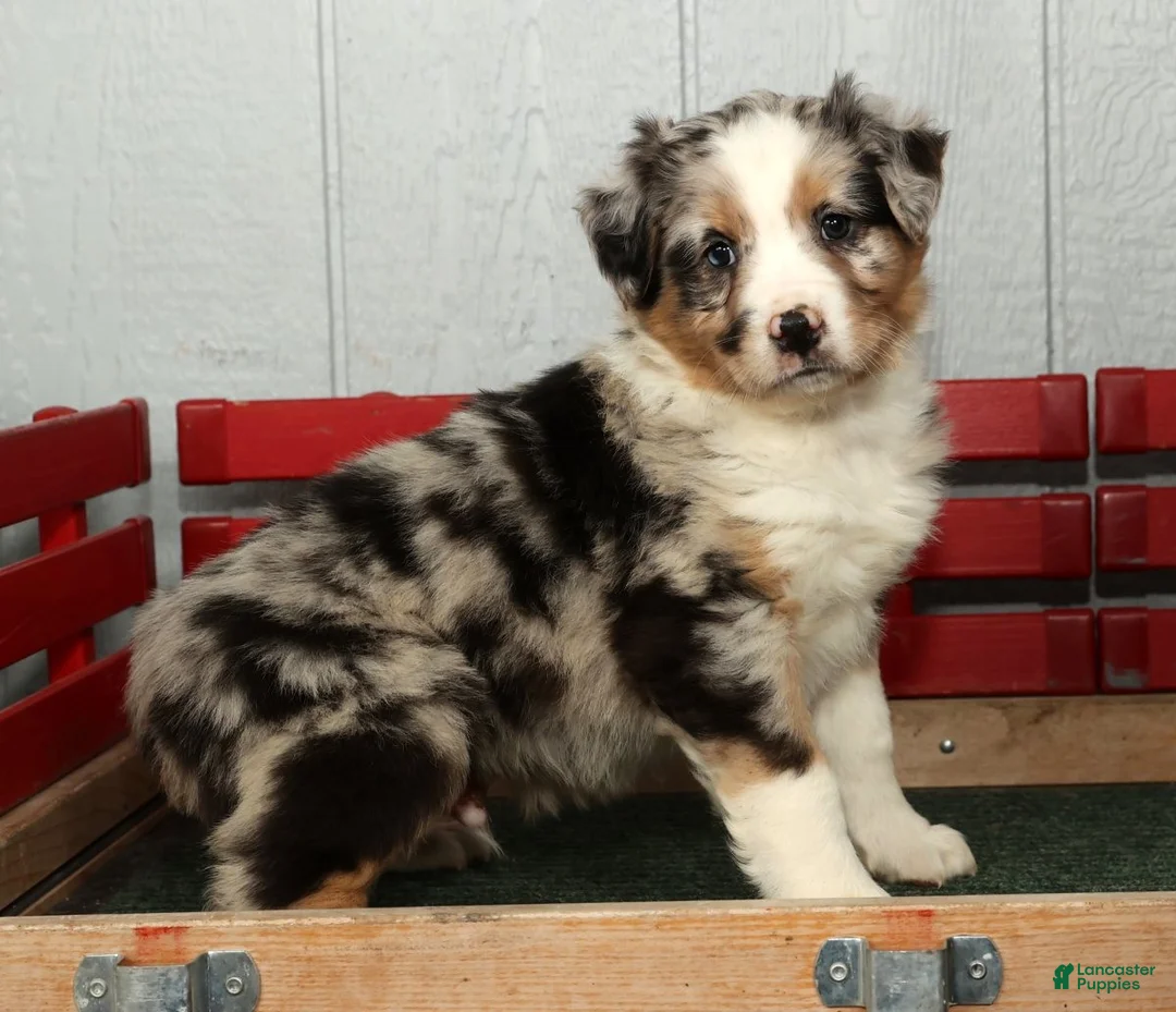Australian Shepherd dogs for sale: Frank - Ad 2