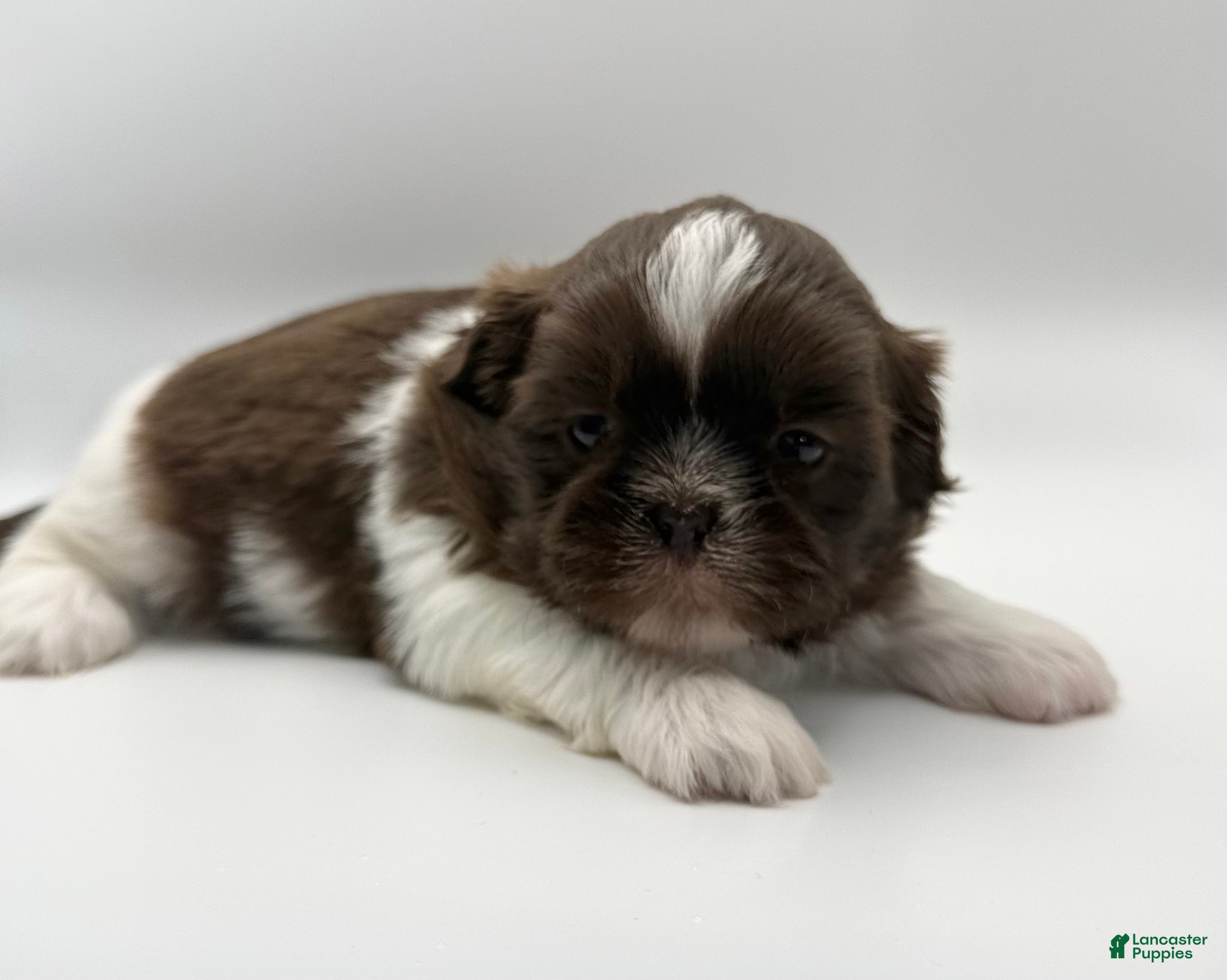 Shih Tzu dogs for sale: Lonnie - Ad 2