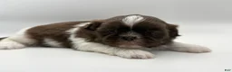 Shih Tzu dogs for sale: Lonnie - Ad 2