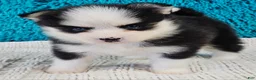 Pomsky dogs for sale: Mateo  - Ad 2