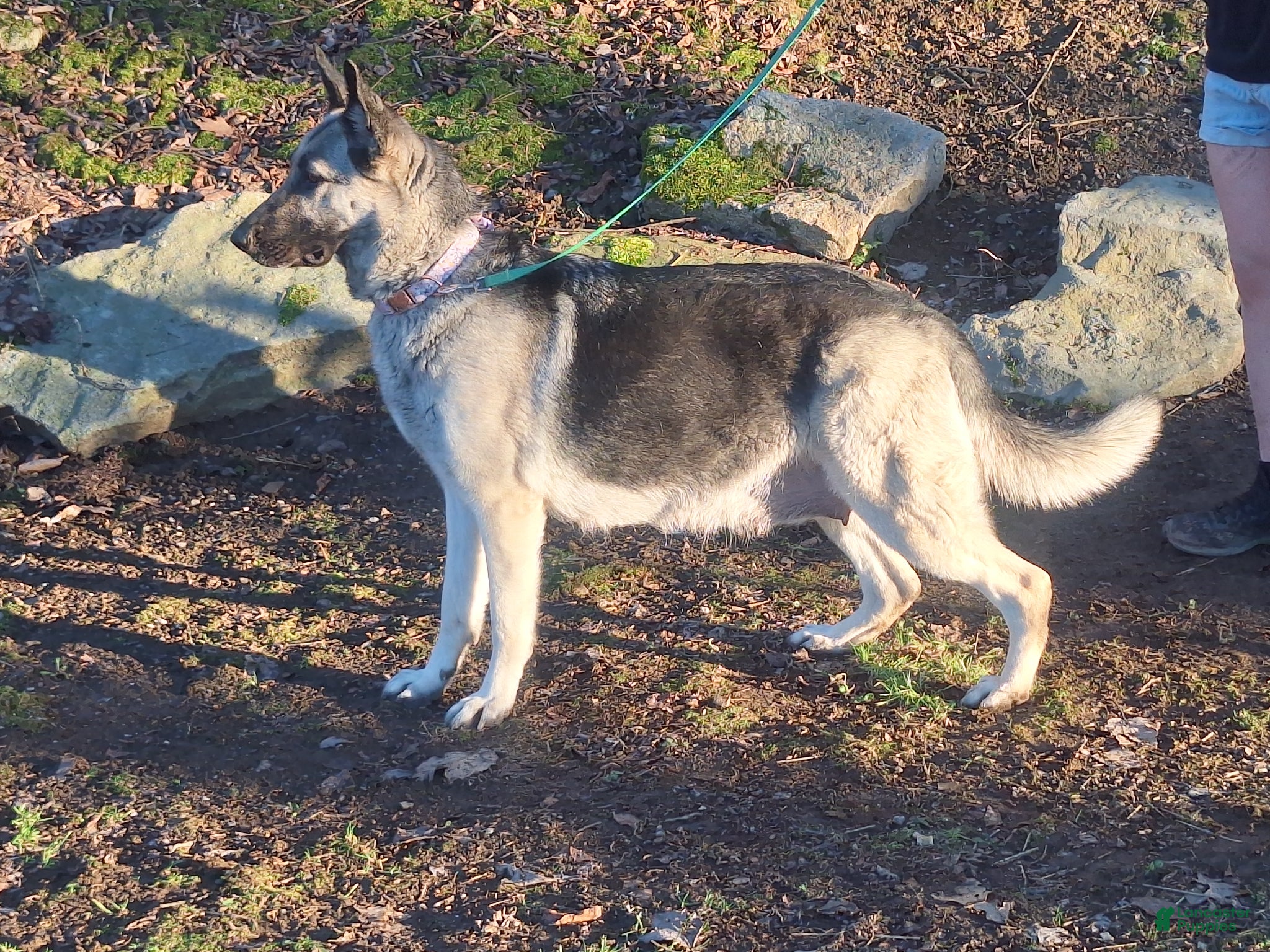 German Shepherd dogs Zaylee  - Ad 2