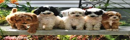Cockapoo dogs for sale: Arlen - Ad 3