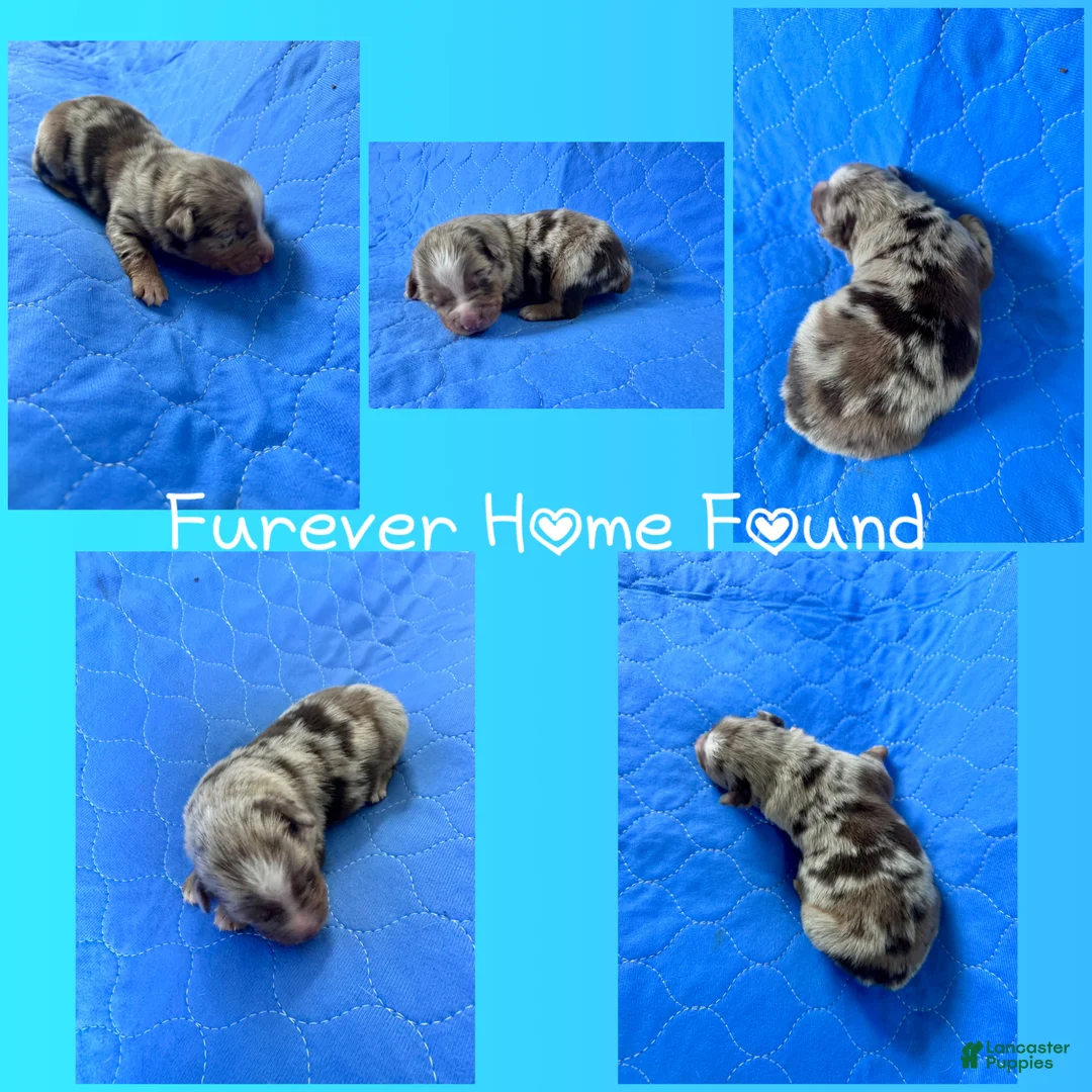 Mixed Breed dogs for sale: Mixed Breed Puppy 4 - Ad 6
