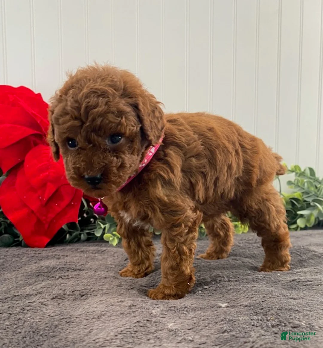 Toy Poodle dogs for sale: Hazel- tiny - Ad 5