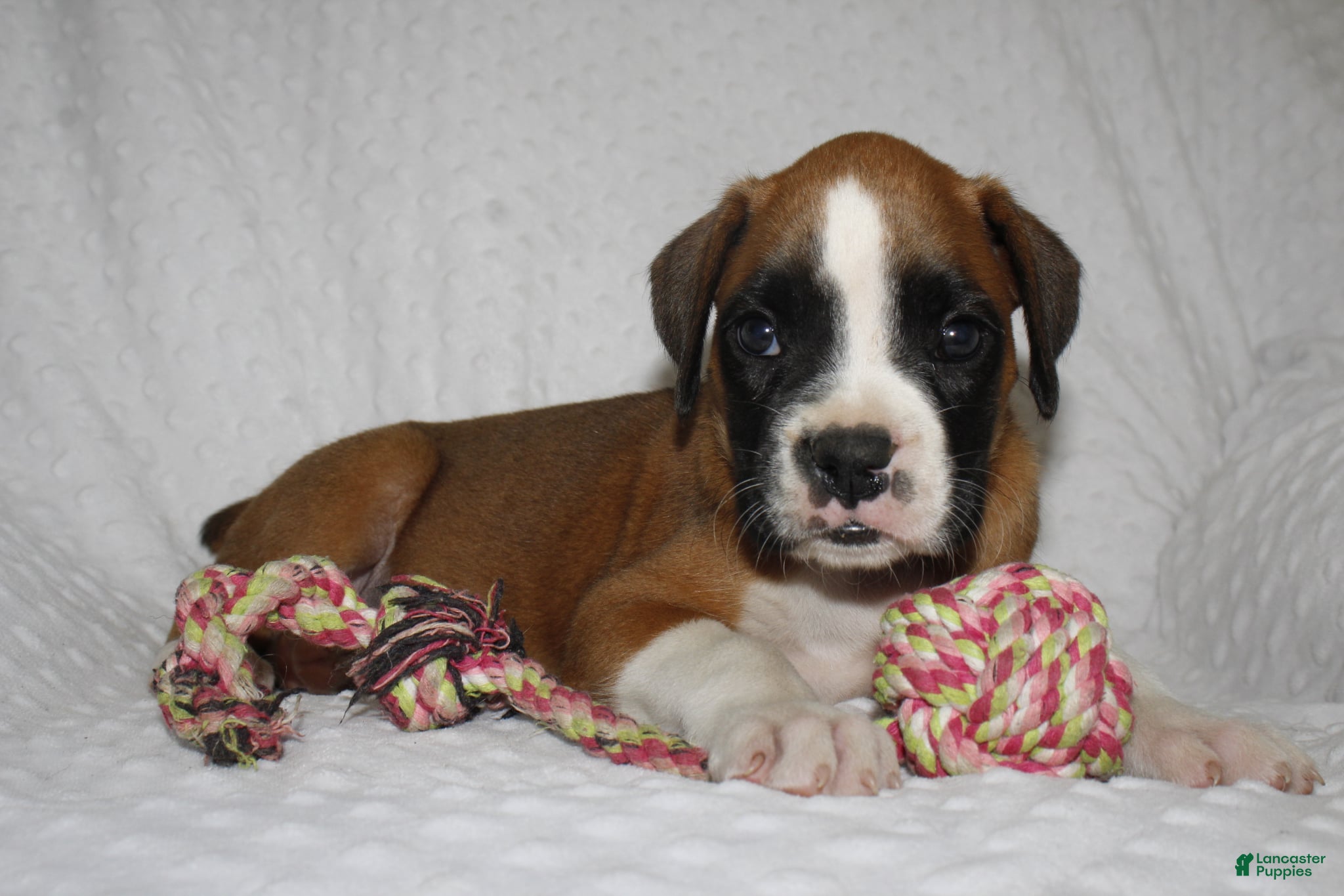 Boxer dogs Blair - Ad 2