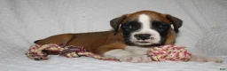 Boxer dogs for sale: Blair - Ad 2