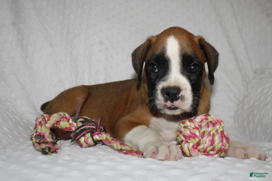 Boxer dogs for sale: Blair - Ad 2