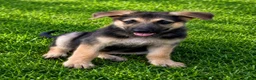 German Shepherd dogs for sale: Suzy - Ad 3