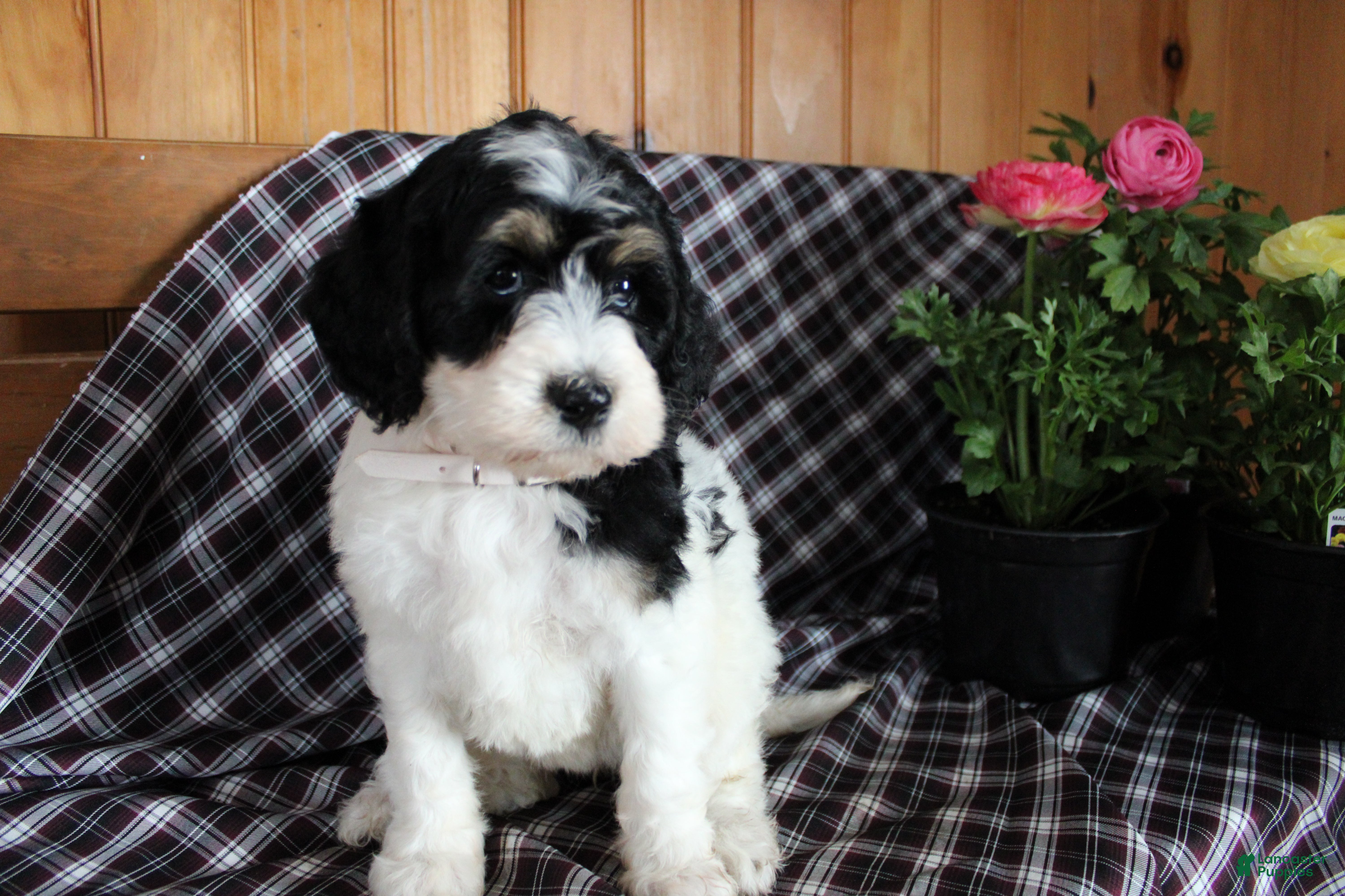 Bernedoodle dogs Daffy - Ad 39