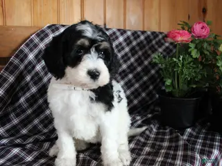 Bernedoodle dogs Daffy - Ad 39