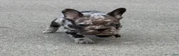 French Bulldog dogs for sale: Male Isabella Merle Puppy - Ad 6