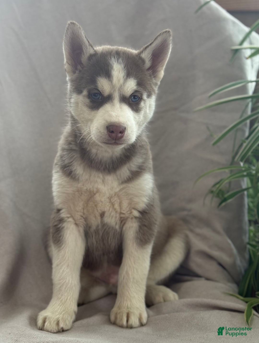 Siberian Husky dogs for sale: Leo - Ad 13