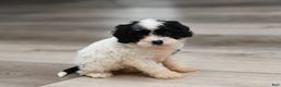Cavapoo dogs for sale: Dillon - Ad 3