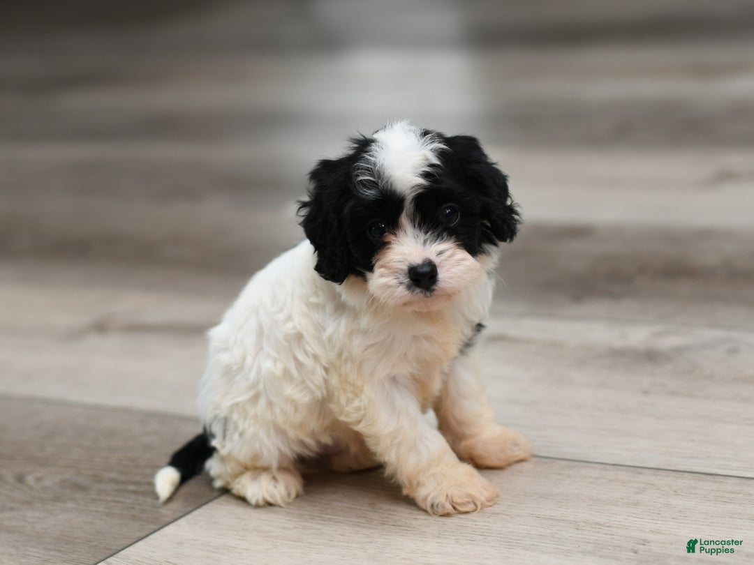 Cavapoo dogs for sale: Dillon - Ad 3
