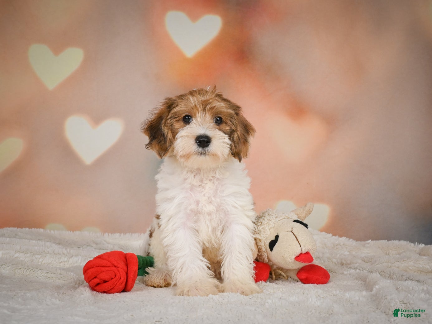 Yorkiepoo dogs Bella - Ad 1