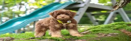 Mini Aussiedoodle dogs for sale: Tucker - Ad 5