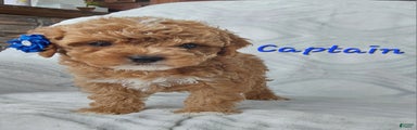Cavapoo Puppy 1 captain