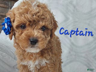 Cavapoo dogs Cavapoo Puppy 1 captain - Ad 22