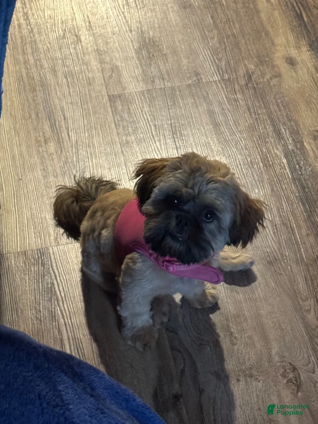 Shih Tzu dogs for sale: Shih Tzu Puppy 3 - Ad 2