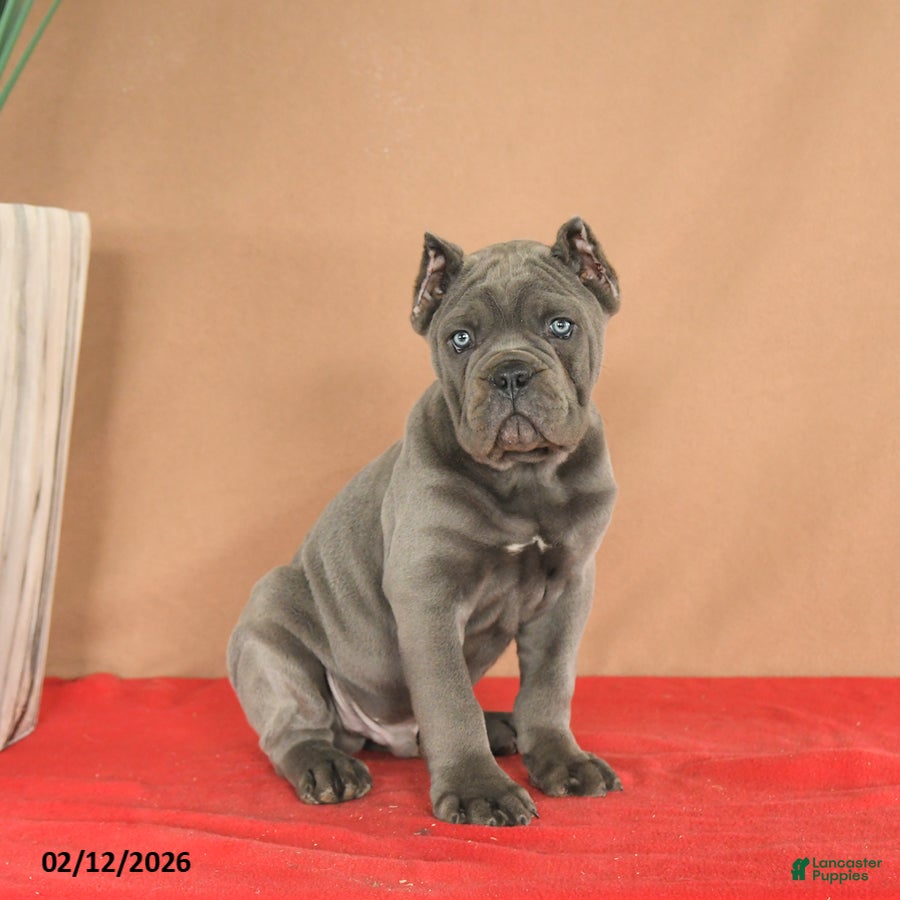 Cane Corso dogs Maverick - Ad 7
