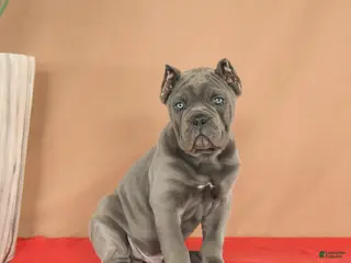 Cane Corso dogs Maverick - Ad 6