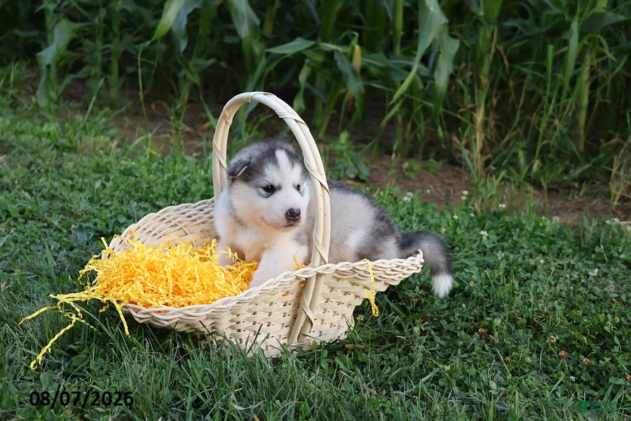 Alaskan Malamute dogs Tucker - Ad 1
