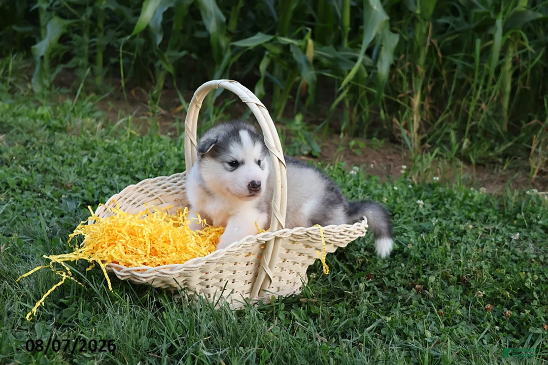 Alaskan Malamute dogs for sale: Tucker - Ad 1