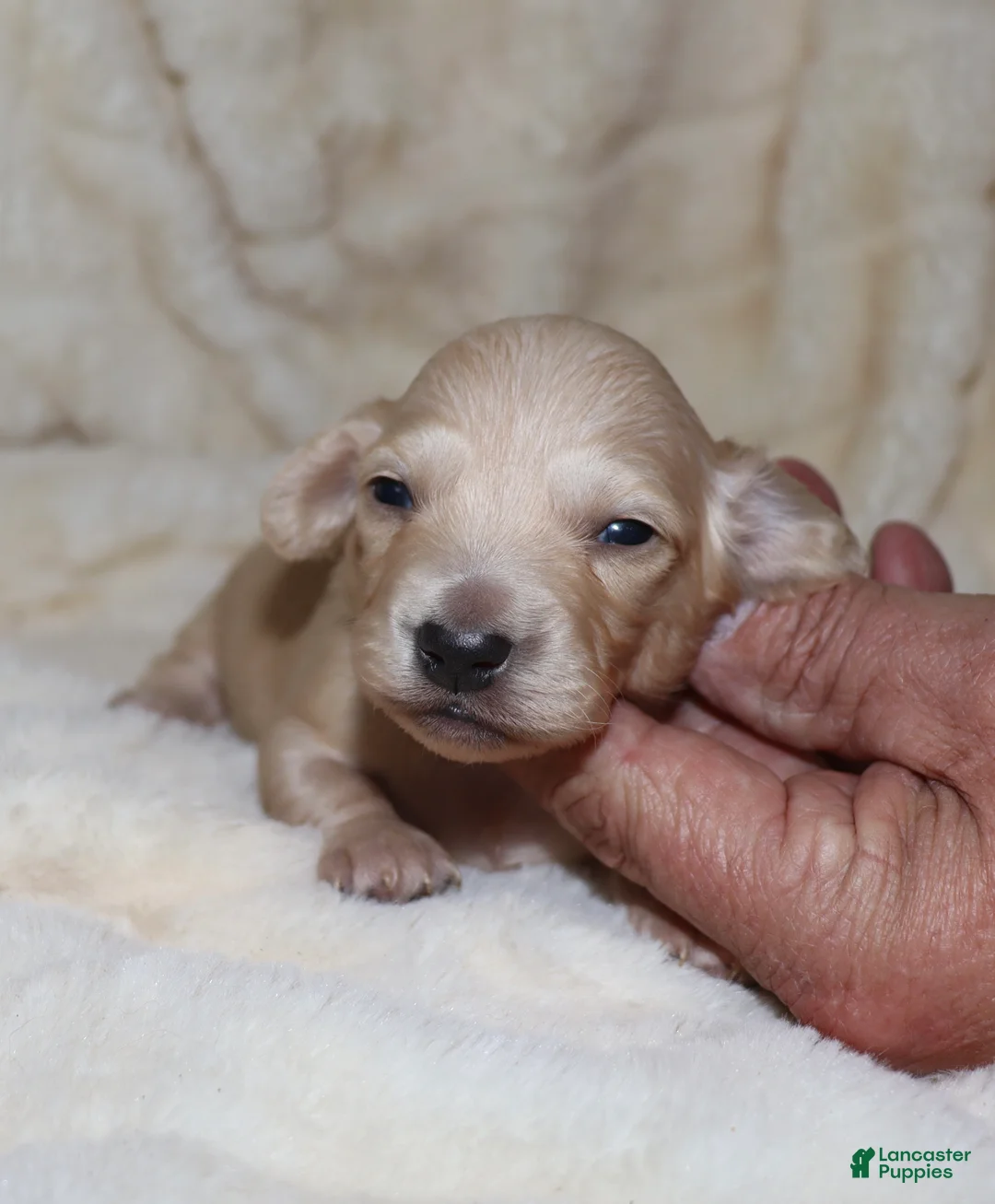 Dachshund dogs for sale: Caesar  - Ad 6