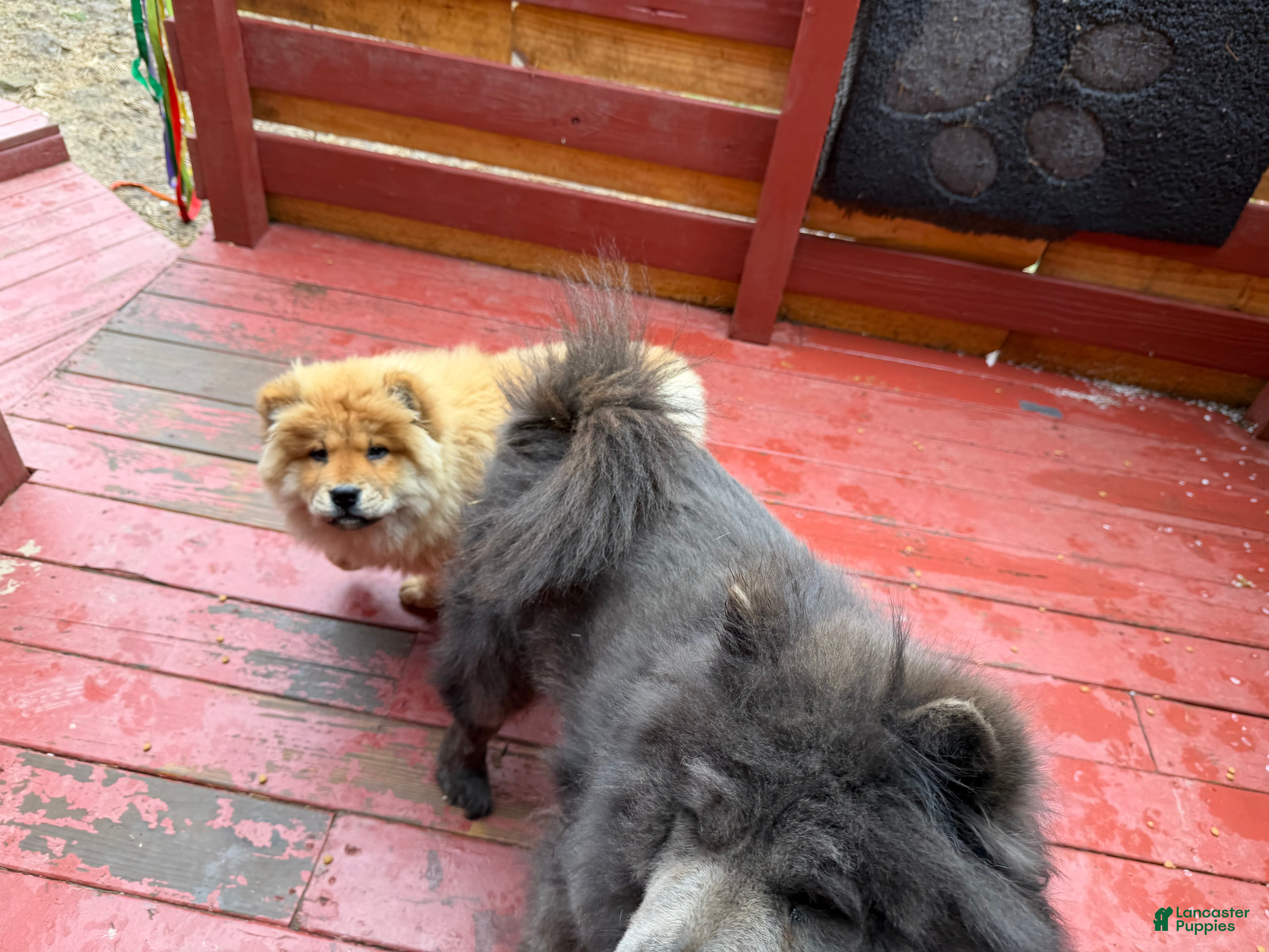 Chow Chow dogs Chow Chow Puppy 1 - Ad 2