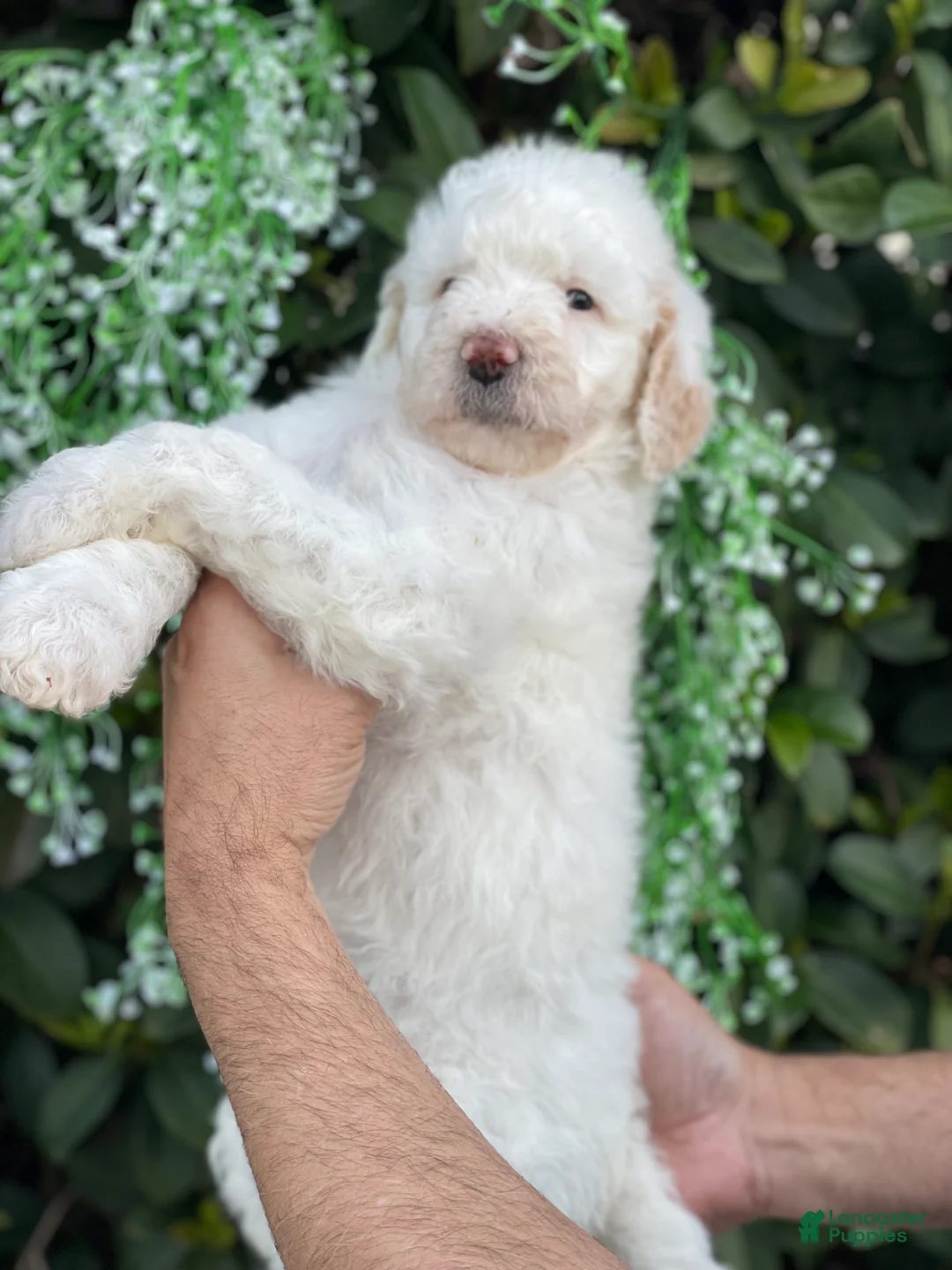 Goldendoodle dogs for sale: Sadie - Ad 4