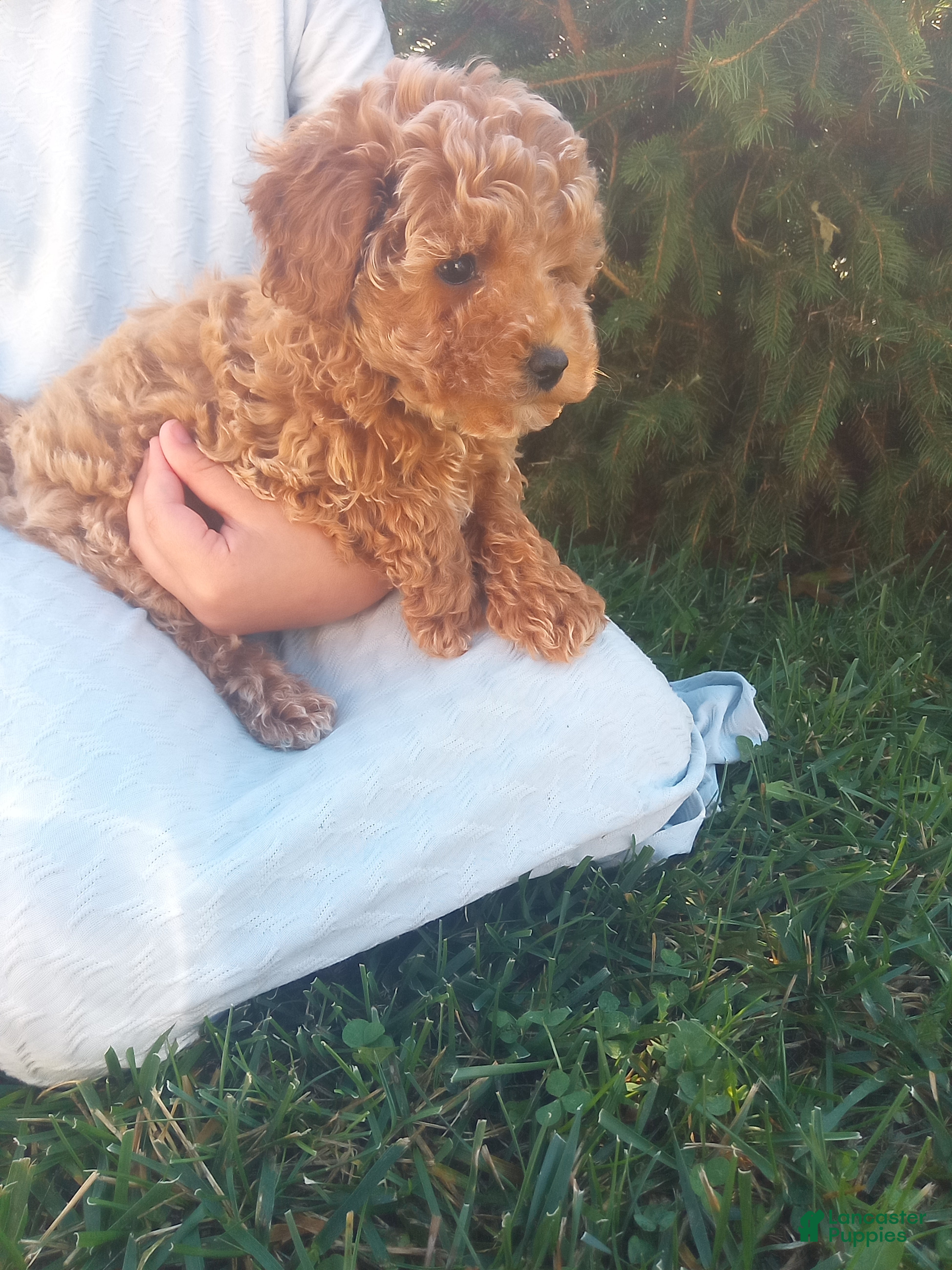Toy Poodle dogs Penny - Ad 2