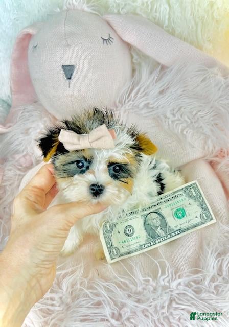 Biewer Terrier dogs Biewer Terrier Puppy 1 - Ad 1