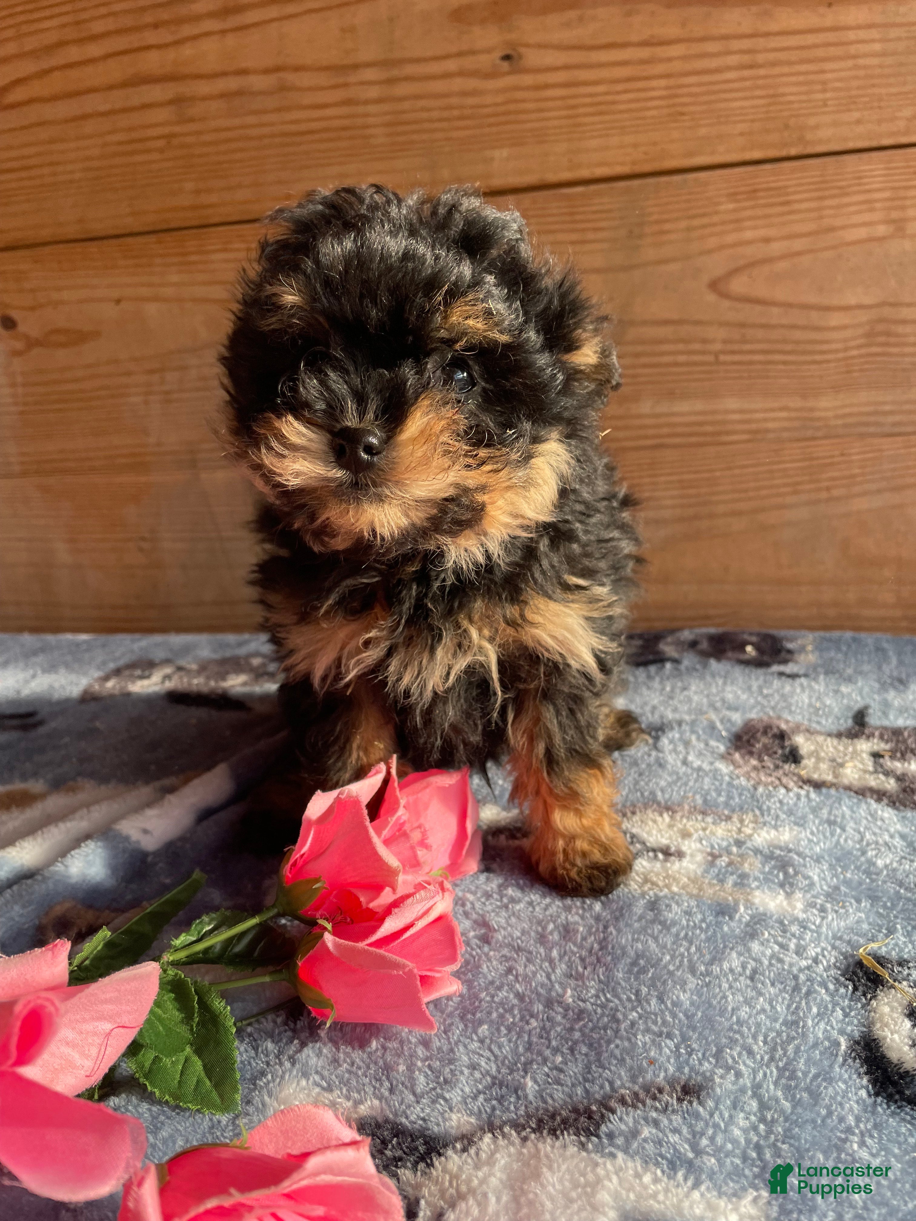 Pomapoo dogs Douglas - Ad 19