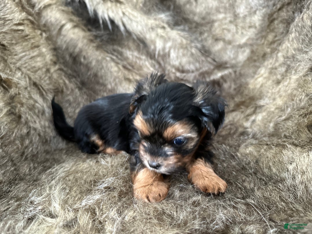 Shorkie dogs for sale: Camryn - Ad 2