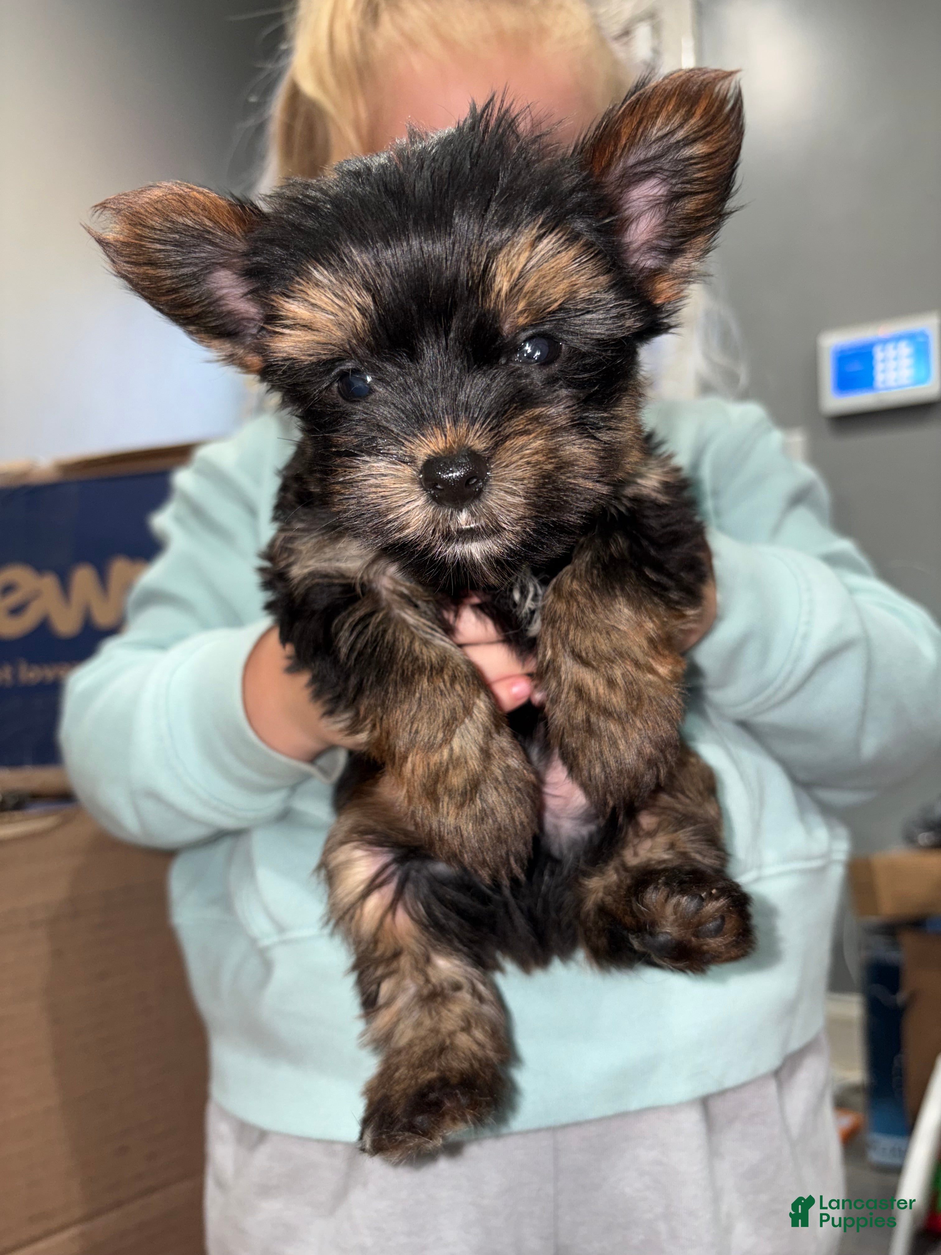 Yorkshire Terrier dogs for sale: Teacup cash - Ad 1