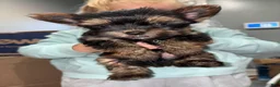 Yorkshire Terrier dogs for sale: Teacup cash - Ad 1