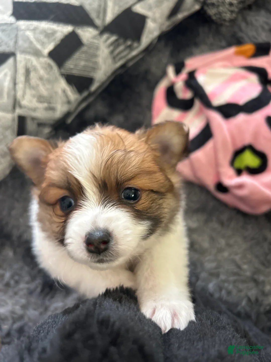 Pomeranian dogs for sale: Pomeranian 4 - Ad 1