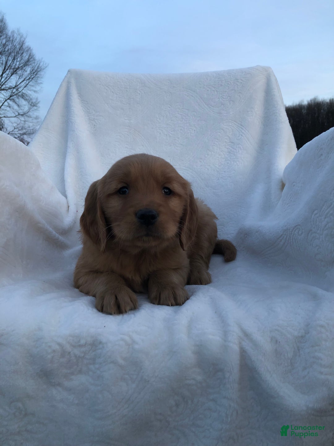 Golden Retriever dogs for sale: Rusty - Ad 3