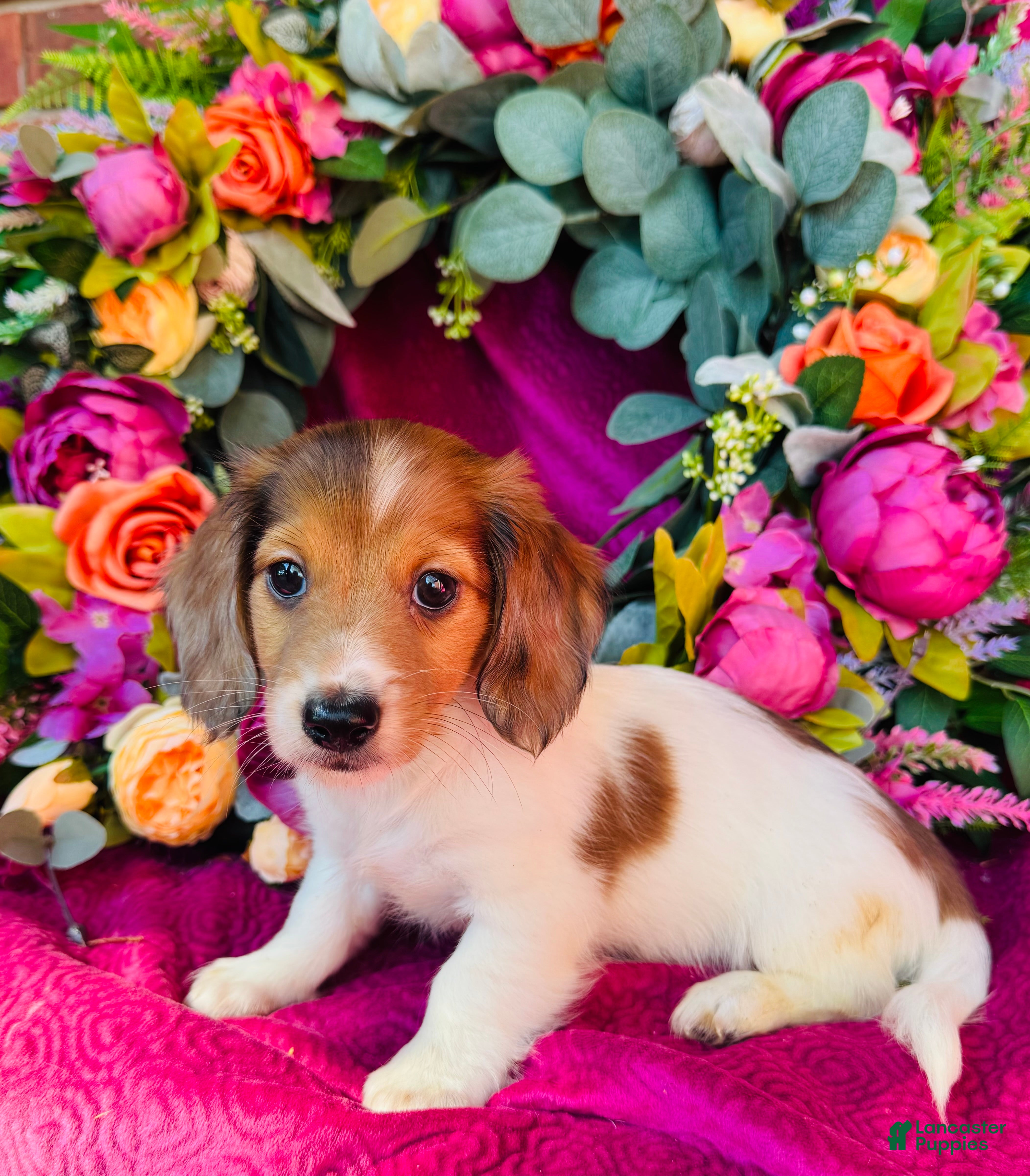 Miniature Dachshund dogs Jim Beam (Longhair) - Ad 1