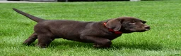 Labrador Retriever dogs for sale: Wilson - Ad 9