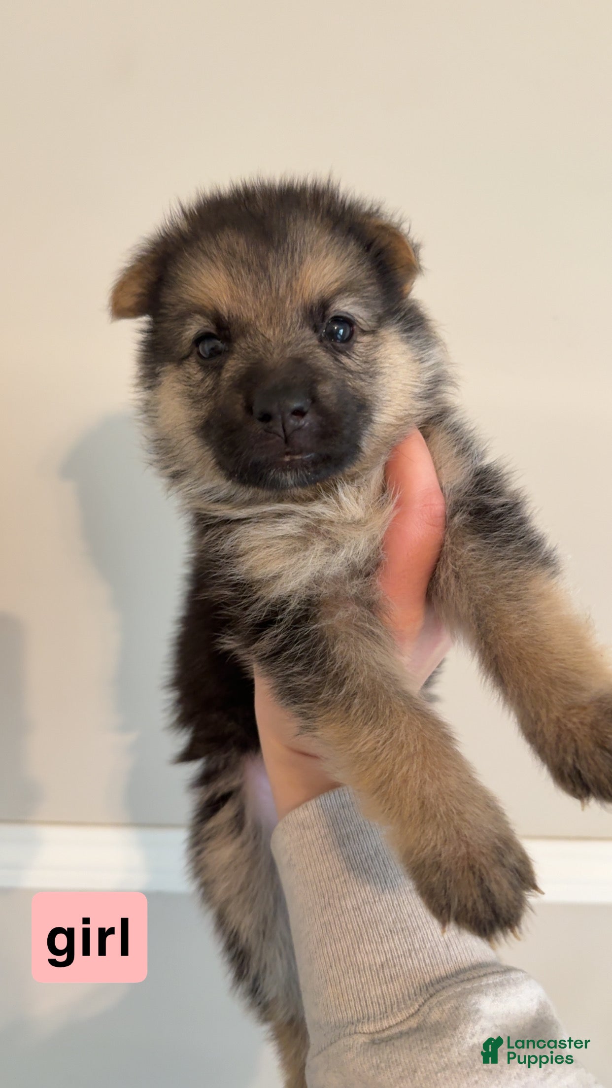 German Shepherd dogs German Shepherd Puppy 3 - Ad 11