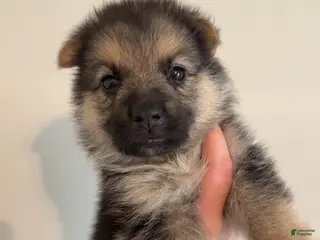 German Shepherd dogs German Shepherd Puppy 3 - Ad 11