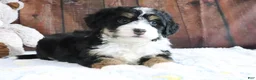 Mini Bernedoodle dogs for sale: Jingle - Ad 5