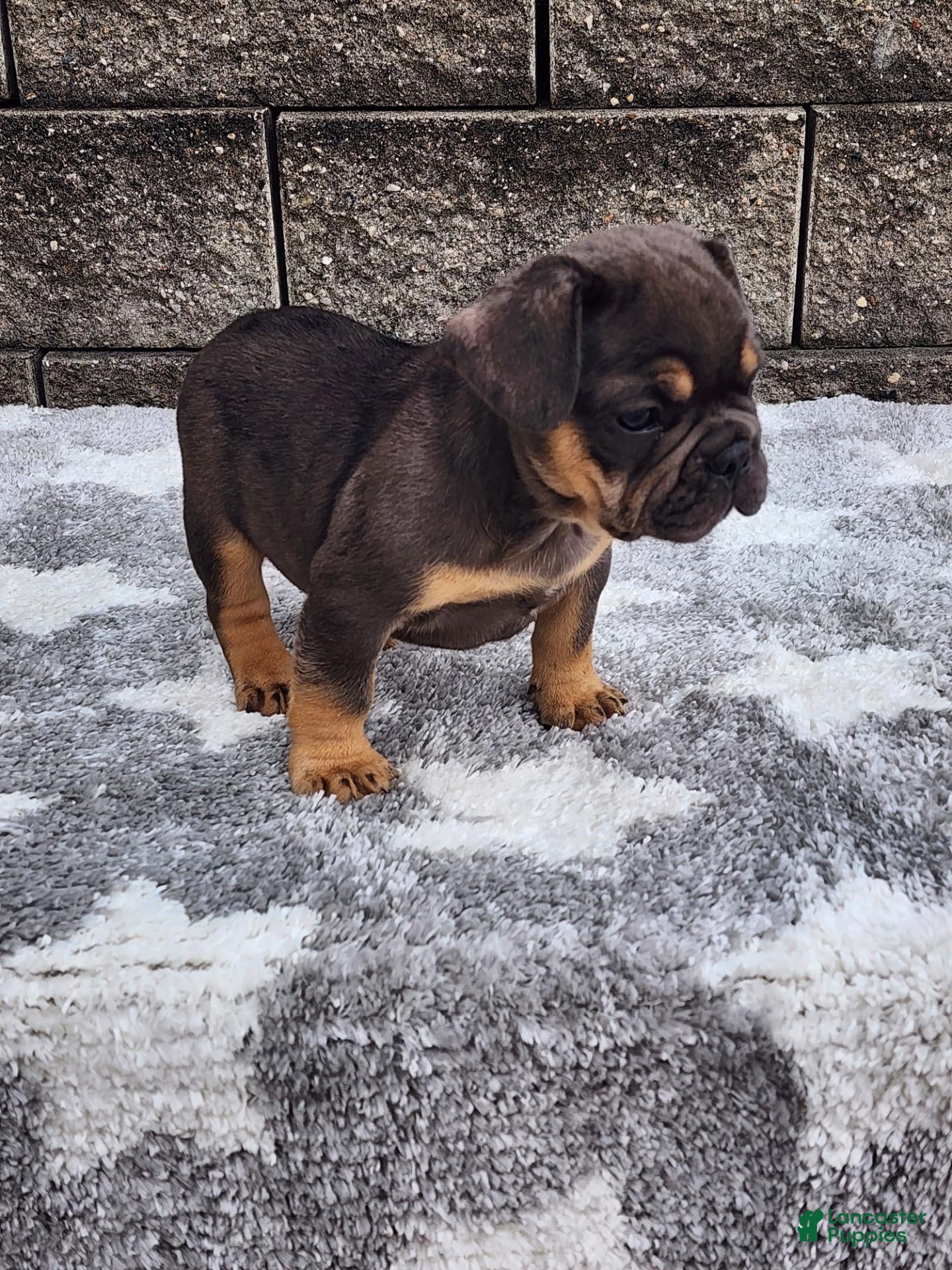 French Bulldog dogs Cooper - Ad 37