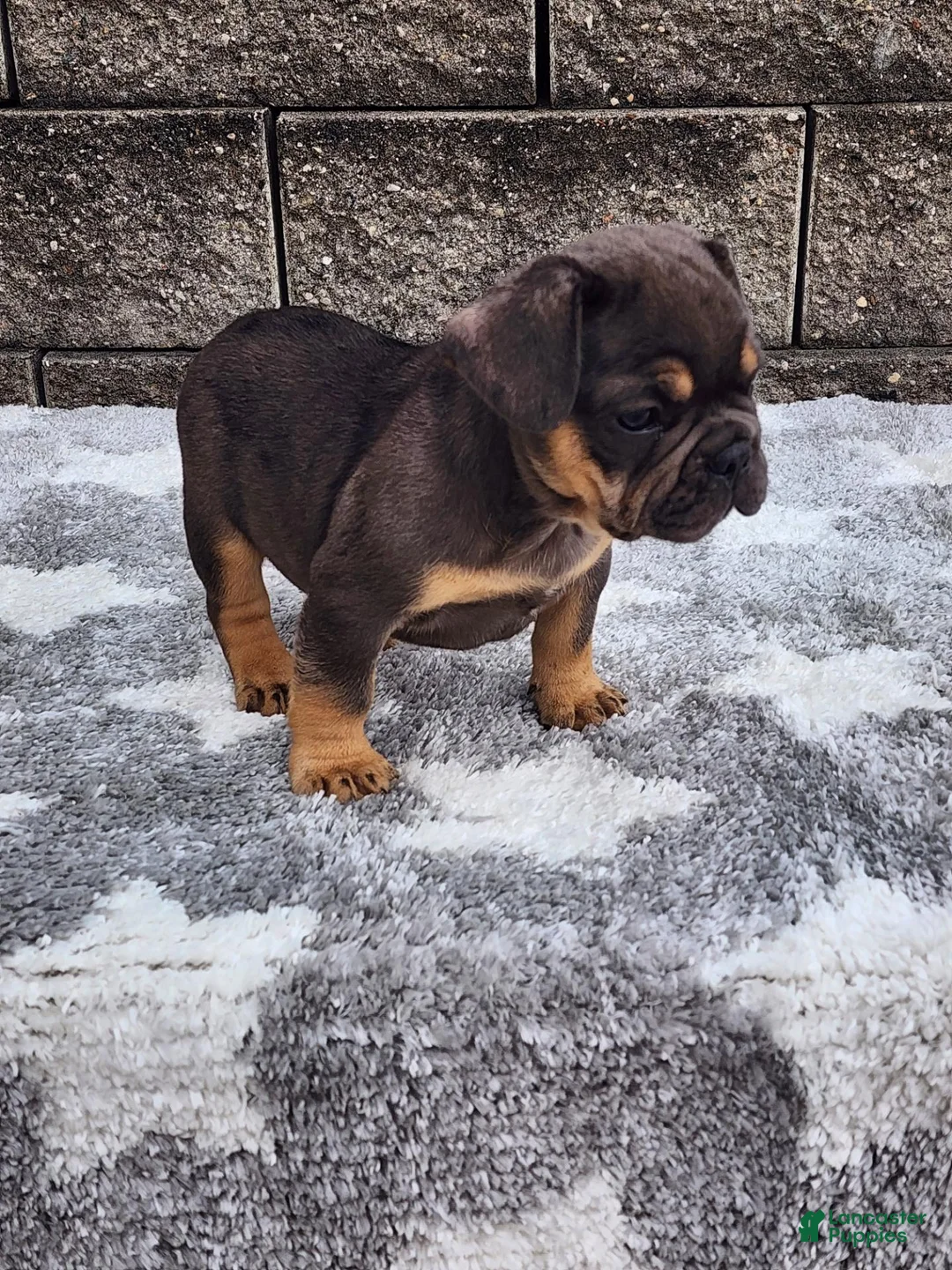 French Bulldog dogs for sale: Cooper - Ad 1